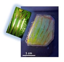 Biomimetic sample with a piece of carapace.